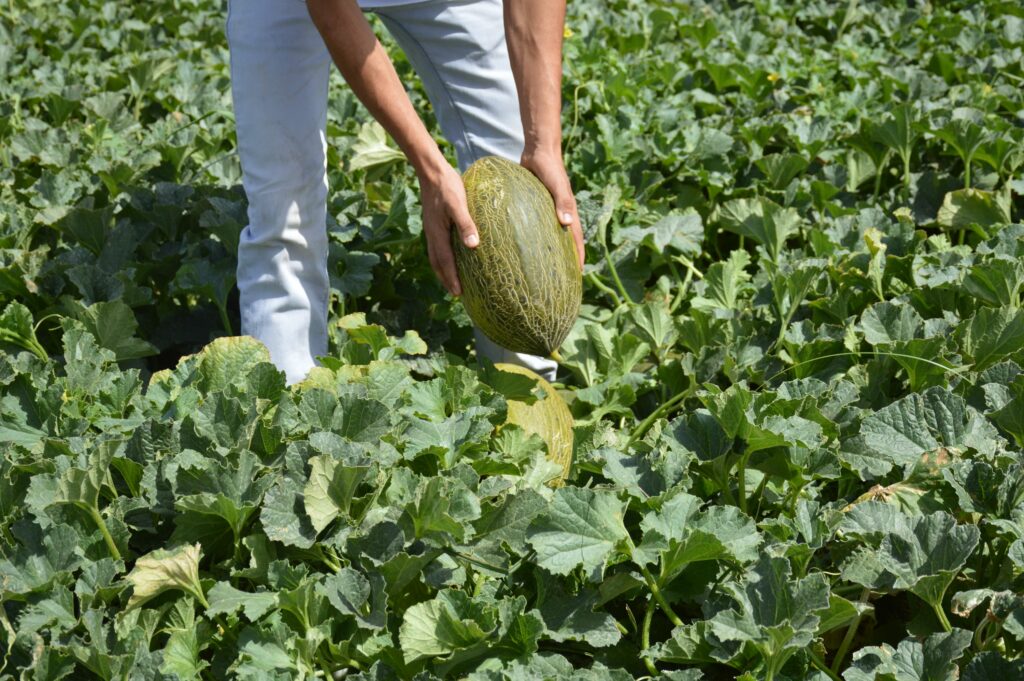 La campaña del melón y la sandía en La Mancha pasa su ecuador con