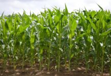 Balance Agrario 2016 Castilla-La Mancha: Cosechas cortas, bajos precios, polémicas, anuncios… y conejos