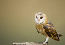 La lechuza común, declarada ave del año 2018 de SEO/BirdLife