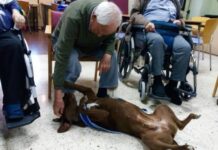 Terapia con perros han ayudado a más de 200 mayores de la Región con deterioro cognitivo