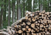 El Plan de Gestión de Biomasa generará 2.000 empleos en Castilla-La Mancha