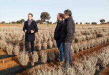 La plantación de guayale de Santa Cruz de la Zarza, el campo de experimentación más grande de Europa