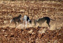Domingo de protestas para pedir el fin de la caza con galgos