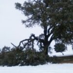 La nieve destroza una rama de la encina milenaria de Mota del Cuervo