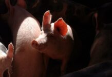 C-LM pasa de exportar 54.523 toneladas de porcino en 2013 a 94.899 hasta noviembre de 2017