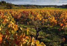 Los viticultores tienen desde hoy un mes para solicitar ayudas de reestructuración de viñedo por 31 millones