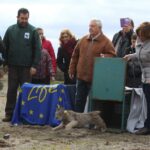 Medio centenar de nuevos cachorros de lince han nacido en Castilla-La Mancha durante los dos últimos años