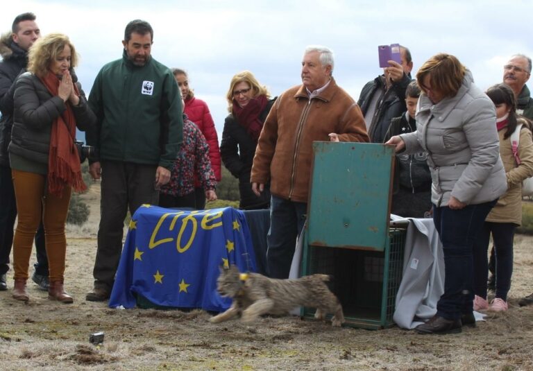 Medio centenar de nuevos cachorros de lince han nacido en Castilla-La Mancha durante los dos últimos años