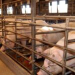 Priego dirá “No a las macrogranjas” en una manifestación que se prevé histórica