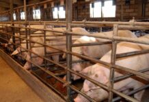 Castilla-La Mancha, los primeros en ampliar hasta los dos kilómetros la distancia mínima para instalar granjas de cerdos