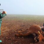 Investigan al dueño de una explotación de vacas de Ciudad Real por maltrato animal tras hallar 10 cadáveres
