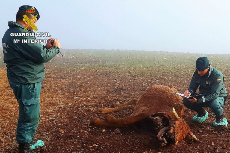 Investigan al dueño de una explotación de vacas de Ciudad Real por maltrato animal tras hallar 10 cadáveres