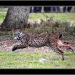 Hallan el cadáver de un lince ibérico en Ciudad Real