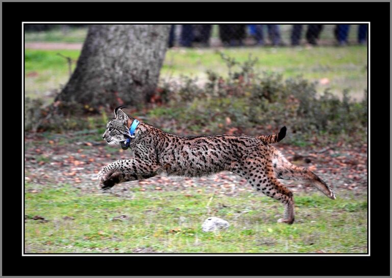 Hallan el cadáver de un lince ibérico en Ciudad Real