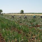 Ponen en marcha un portal de denuncias «anónimas» para los inmigrantes temporeros del campo