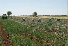 Ponen en marcha un portal de denuncias «anónimas» para los inmigrantes temporeros del campo