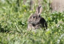 ADIF y ASAJA ya han capturado 4.000 ejemplares de conejos