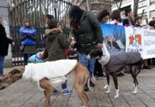 Muchos ciudadanos piden en Castilla-La Mancha el fin de la caza con galgos