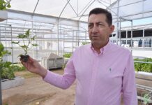 Cooperativas de C-LM ven «injustificada» la bajada de los precios del melón y la sandía