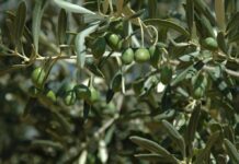 C-LM pide que la nueva PAC tenga un programa que permita transformar el sector del olivo