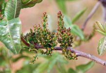 La Junta dona 1.600 kilos de pistachos para un estudio con embarazadas que concluye las bondades del alimento