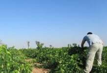 CCOO calcula una entre 25.000 y 30.000 contrataciones por la campaña de vendimia