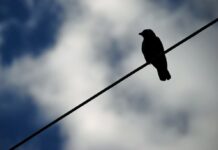 Las 5 medidas ambientales que «todas» las CCAA deberían implantar