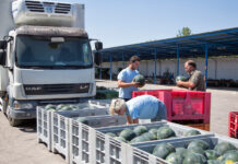La campaña de melón en C-LM finalizará siendo “rentable” para el agricultor, según Cooperativas Agro-alimentarias