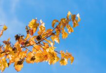 Previsión meteorológica para este lunes en Castilla-La Mancha: cielos despejados y temperaturas en descenso