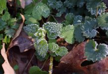 Bajada de temperaturas: mínimas entre los -4 y -8 este miércoles