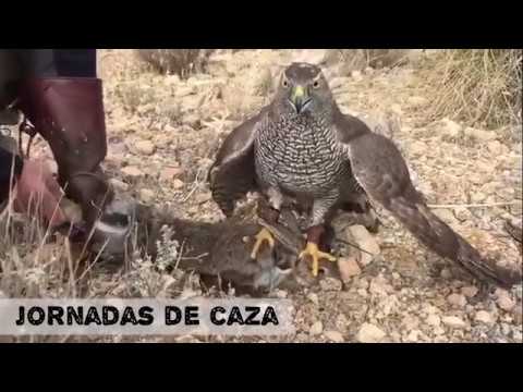 Fuensanta acoge este fin de semana el I Congreso Internacional de Azorería Accipitraria