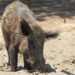 Fallece un hombre tras chocar su coche con un jabalí en Cuenca
