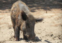 La UCLM, entre las 50 mejores universidades del mundo