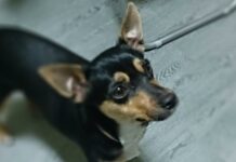 Desde hoy está prohibido cortarles el rabo u operarlos para fines estéticos