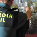 Pillan a un vecino de Argamasilla de Alba con 6 plantas de marihuana