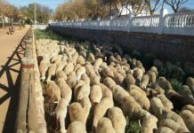 ASAJA Ciudad Real lamenta la “falta de eficacia” de la Consejería de Agricultura en la gestión del Programa de Desarrollo Rural