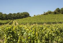 38,2 millones para programas agrícolas y ganaderos en Castilla-La Mancha Viñedos