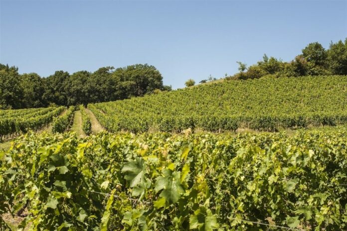 Viñedos