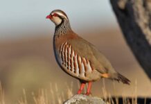 Asiccaza afirma que el 24,9% de los españoles consume carne de caza al menos una vez al año