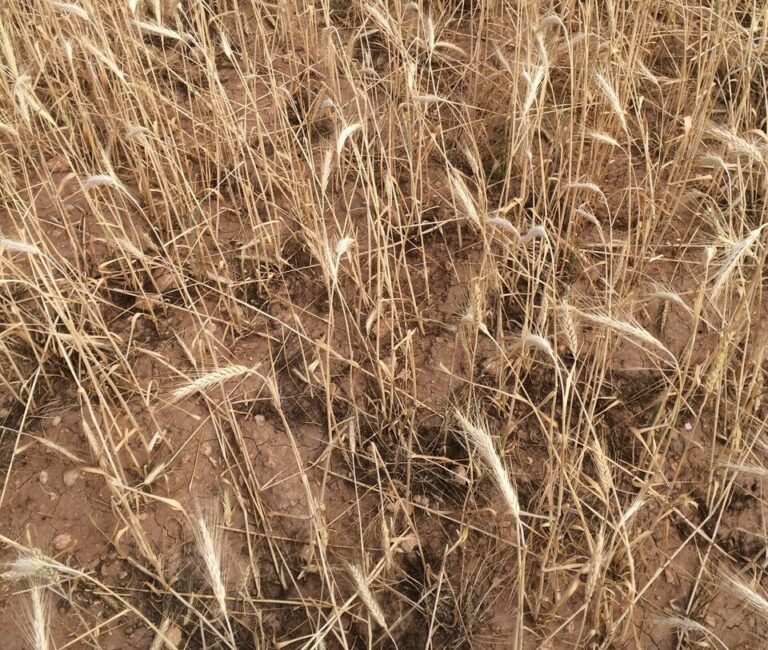 UPA Albacete anticipa «mala cosecha» en cultivos de secano de cereales, oliva y viña a causa de la sequía