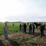 Siembra tradicional de la Asociación de Jóvenes Muleros de Socuéllamos