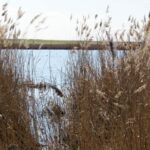 El Plan Rector de Uso y Gestión del Parque Nacional de Las Tablas de Daimiel entrará en vigor en 20 días