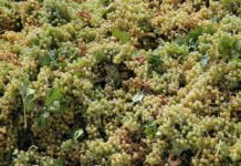 Abonados 4,5 millones a los viticultores de C-LM para la reestructuración de sus viñedos