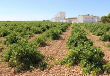 El Gobierno de C-LM amplía el periodo de solicitud de las ayudas de la PAC hasta el día 15 de mayo