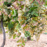 Federico Mayor Zaragoza visita el IES Vicente Cano de Argamasilla de Alba