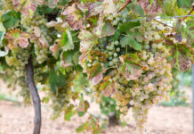 Publicada la Ley de Microempresas Cooperativas y Cooperativas Rurales, que entrará en vigor en 20 días