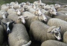 UPA C-LM critica la “durísima crisis de precios” que sufren los ganaderos de ovino de leche