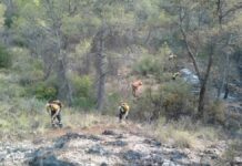 Arroyo cree que el incendio de Yeste estará perimetrado entre hoy y mañana