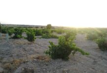 La producción de vino y mosto en Castilla-La Mancha será inferior a la de la pasada campaña