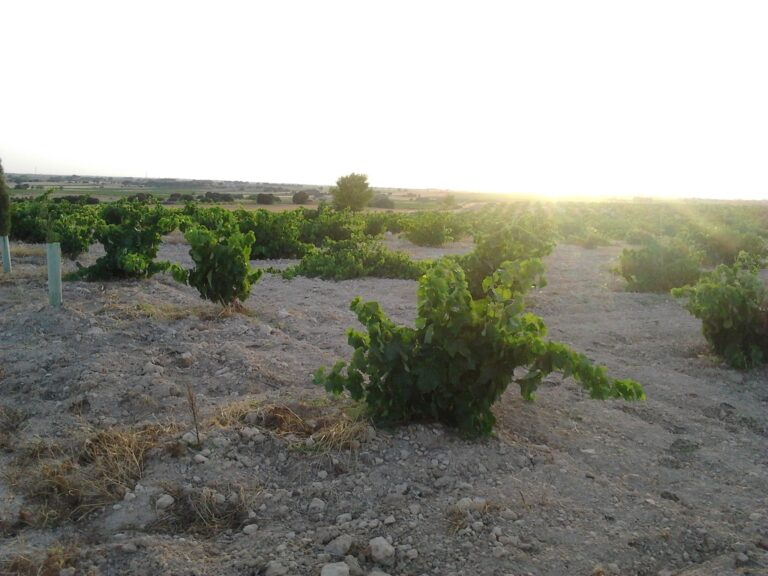 La producción de vino y mosto en Castilla-La Mancha será inferior a la de la pasada campaña
